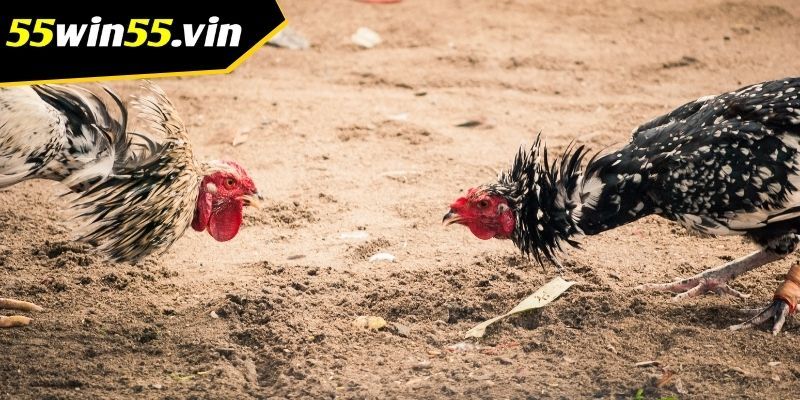 Những cửa cược có trong sảnh game đá gà Win55