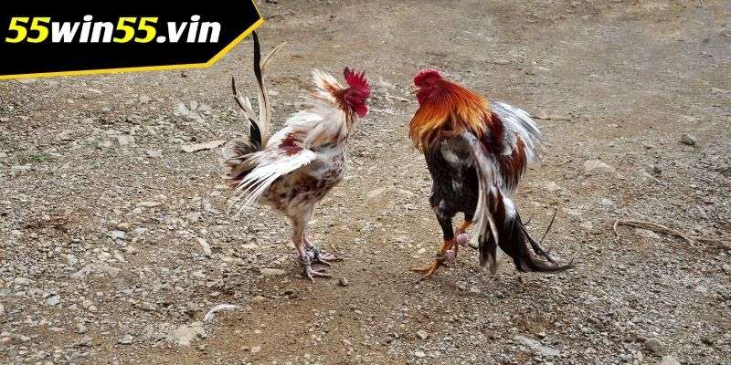 Đá gà Win55 có đa dạng mức cược khác nhau