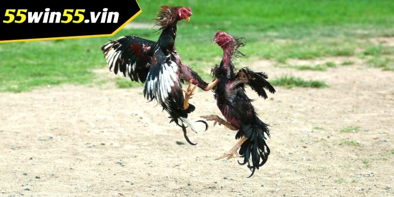 Kinh nghiệm chơi đá gà Win55 dễ thắng của cao thủ
