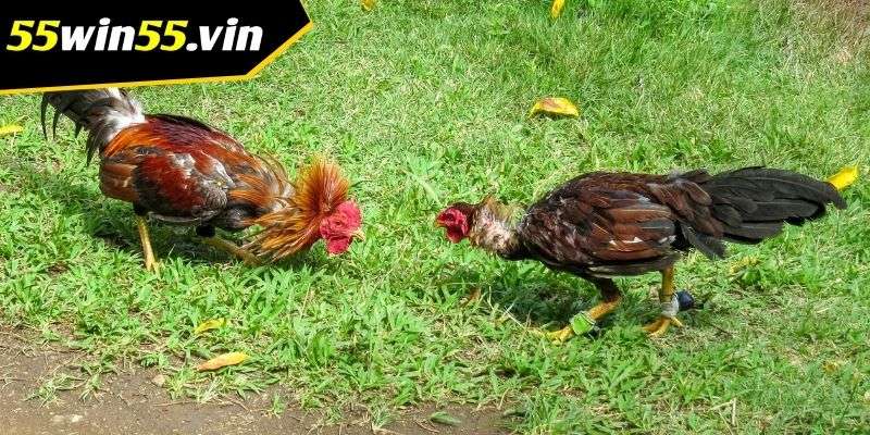 Luật chơi đá gà Win55 chi tiết cho người mới